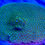 Thumbnail: Kermit The Frog Leptastrea Coral