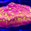Thumbnail: Jack-o-Lantern Leptoseris Aquaculture Saltwater LPS Coral. Grown in USA