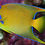 Thumbnail: Queen Angelfish