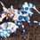 Thumbnail: Harlequin Shrimp Pack of 2
