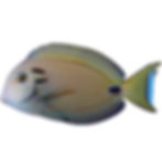 Tenneti Tang Fish