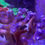 Thumbnail: Blue Pocillopora SPS coral