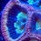 Thumbnail: Moon Stone Favia LPS Live Saltwater coral for aquarium by coralSLover Aquacultur