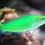 Thumbnail: Coris Wrasse Variations