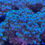 Thumbnail: Green Pocillopora Damicornis Aquaculture Saltwater SPS Coral. Grown in USA