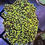 Thumbnail: Golden Frogspawn