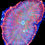 Thumbnail: Rainbow Rhodactis Mushroom Coral