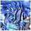 Thumbnail: Banggai Cardinal Fish (Pack of 3)