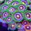 Thumbnail: Lazer Lemon Zoanthids