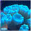 Thumbnail: Teal Candy Cane, Caulastrea, LPS coral.