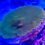 Thumbnail: Kermit The Frog Leptastrea Coral