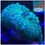 Thumbnail: Green Rhodactis Mushroom