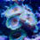Thumbnail: Captain America Palythoa Aquaculture Saltwater Coral. Grown in USA