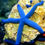 Thumbnail: Linckia  Starfish Assorted