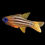 Thumbnail: Blue Eye Cardinal Fiji (Pack of 5) Large Size