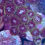 Thumbnail: Nightlight Sakura Zoanthids Aquaculture Saltwater Coral.