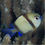 Thumbnail: Two Stripes Damsel (Pack of 5)