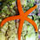 Thumbnail: Linckia  Starfish Assorted