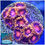 Thumbnail: Fiji Bam Bam Zoanthids