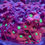 Thumbnail: Favites pentagona “War Coral”
