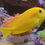 Thumbnail: Orange Shoulder Tang