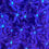 Thumbnail: Midnight Daisy Clove Polyps, Soft Coral