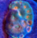 Pineapple Acan Echinata Aquaculture Saltwater LPS Coral. Grown in USA