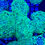 Thumbnail: Aussie Splatter Branching Hammer LPS coral