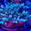 Thumbnail: Woolly Green Acropora SPS Coral