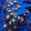 Thumbnail: Pacman Zoanthids coral