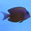 Thumbnail: Kole Blue Eye Tang Fish