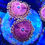 Thumbnail: Pink Diamond Zoanthids Aquaculture Saltwater Coral. Grown in USA
