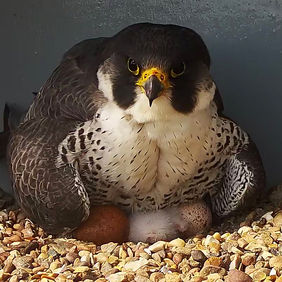 chrisskipper_CAM01_Cromer_20230502151140_96532 copy.jpg