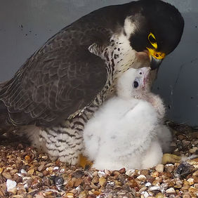 chrisskipper_CAM01_Cromer_20230513194432_264159857 copy.jpg