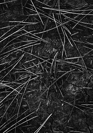 AdobeStock_225429425.jpeg