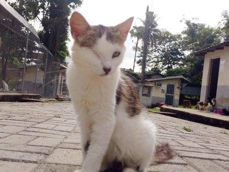 MunicĂpio lança campanha para adoção de Animais Especiais