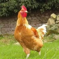 Bergerie.png