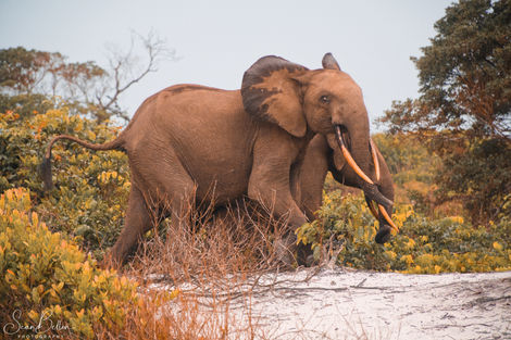 elephant iboga 1.jpg