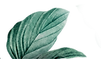 Vector Smart Object2.png