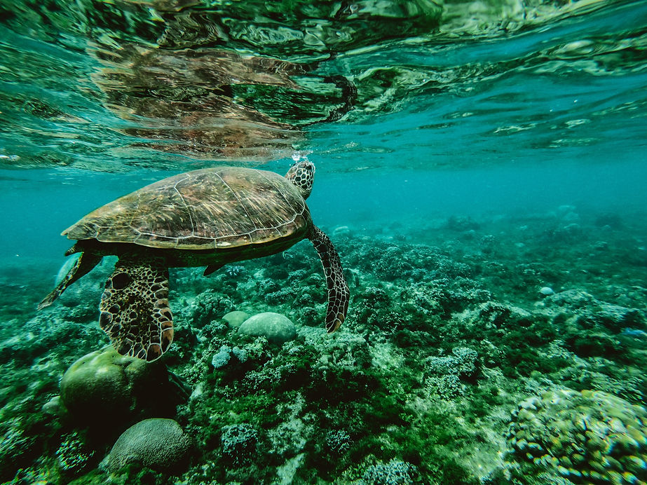 turtle underwater.jpeg