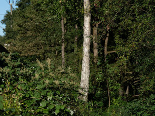 Why Nature Immersion Is Essential for Modern Wellbeing.