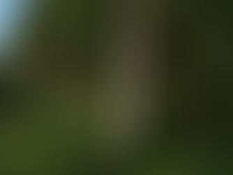 Why Nature Immersion Is Essential for Modern Wellbeing.