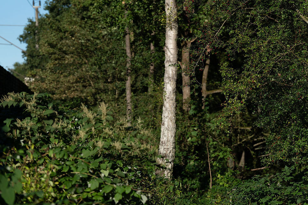 Warum Naturimmersion für das moderne Wohlbefinden unerlässlich ist