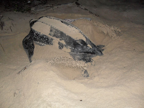 Copy of SAM_9824.JPG