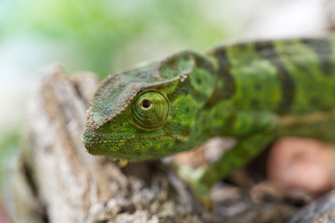 chameleon 2 sharpen eye.jpg