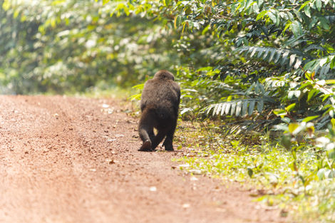 gorilla walking on road 2.jpg