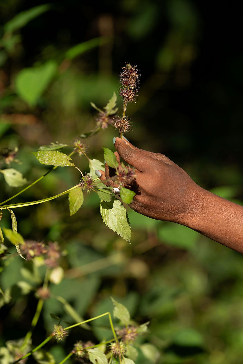 Hand gently touching a plant with purple flowers amidst green leaves in nature.