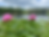 Peony.heic