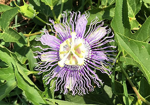 Passion Flower