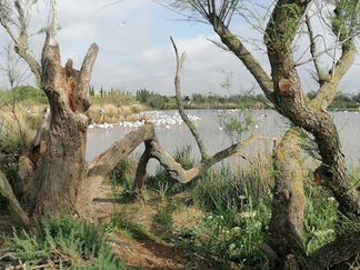 journée découverte en Camargue